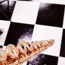 플루트(1년) 이미지