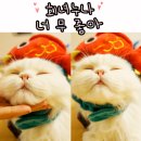 야한만두 이미지