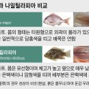 민물고기식당 이미지