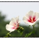 화려강산