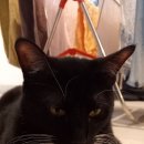 현이양이 이미지