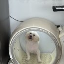 동물보육원 용인지부 이미지