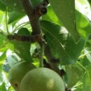 큰샘농원 이미지