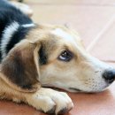 민락동물병원 이미지