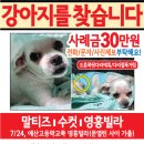 강아지를찾습니다(강아지전단지 제작사례) 이미지