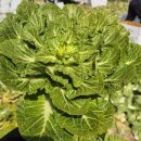 조은세상영농조합법인 이미지