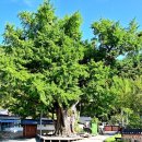 화순이서우체국 | 남도 기행 - (5)화순 적벽