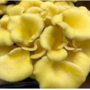 호산육종 이미지