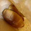 크레마D 이미지