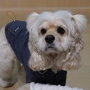 복복 네이버블로그