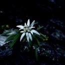 에델바이스 이미지