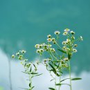 옥화자연휴양림 이미지