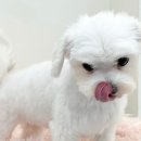 쁘띠몽펫샵 이미지