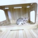 수지펫