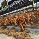 군산 한우농장 이미지