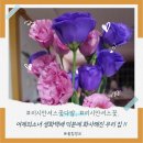 리시안셔스꽃다발, 어제의소녀 생화택배 덕분에 화사해진 우리 집 플랜테리어 후기!