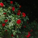 신도초교 이미지