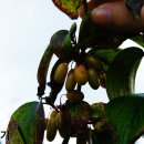 이명은 농장 이미지