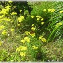 들꽃농장 이미지