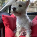 멍뭉유치원 이미지