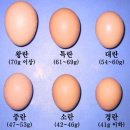﻿계란에 대해 얼마나 알고 계시나요? 이미지