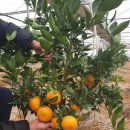 시흥시농업기술센터 이미지