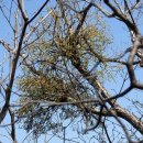 (주)산야초로 이미지