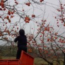 배감농장 이미지