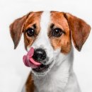 야옹아멍멍해봐(두정점) 이미지