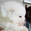 로베르토폼 이미지