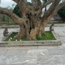 호텔 린 | 다낭 린응사(레이디부다) 방문 후기｜M호텔에서 보이던 거대한 불상, 마지막 날 코스로 추천!