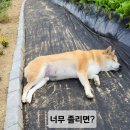 참좋은농장 이미지
