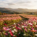 유림농원 - 충주시 앙암로 166 | 2026년 9~10월 가을 꽃축제 총정리, 코스모스·국화·핑크뮬리 인생샷 여행코스 TOP 8