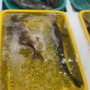 산청시장 | 통영횟집 통영중앙시장 회 포장 &#39;산청 활어&#39; 후기