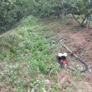 비치조아 이미지