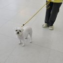 CFM애견유치원 이미지