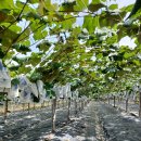 화령농장 이미지