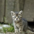 금고양이 이미지