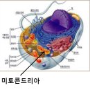 리포익산(Lipoic Acid) 과 세포의 발전소 미토콘드리아(Mitochondria)와 암치료 이미지