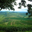 남미농장 이미지