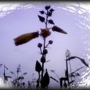 한자로의 산책 이미지