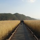 순천만 갈대밭 이미지