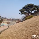 팔달공원: 수원 도심 속 자연, 벚꽃, 전망 이미지