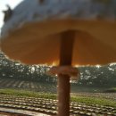 옹진해머금 이미지