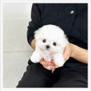 목포시민과 함께하는 특별연주회 | 목포에서 믿고 찾는 펫샵, 유앤미펫 이동분양 시스템 후기