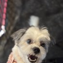 힐링애견샵 이미지