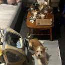 야탑 반려견 이미지