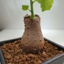 자포농장 이미지