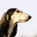 서울펫츠베이 이미지