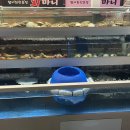 회마니